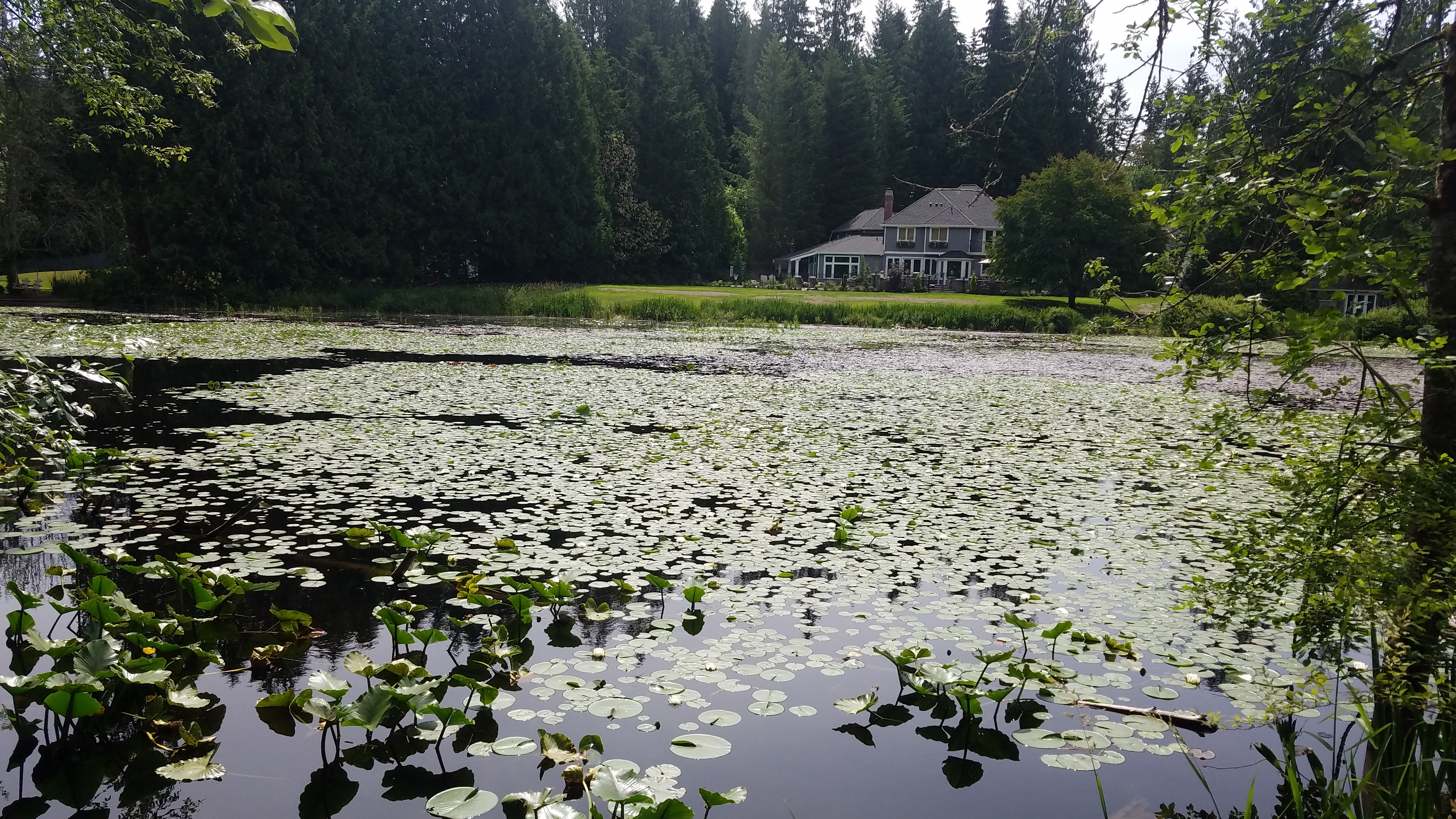Beaver Lake in Sammamish covered in lilies, with evergreen trees and two-story house in the background.