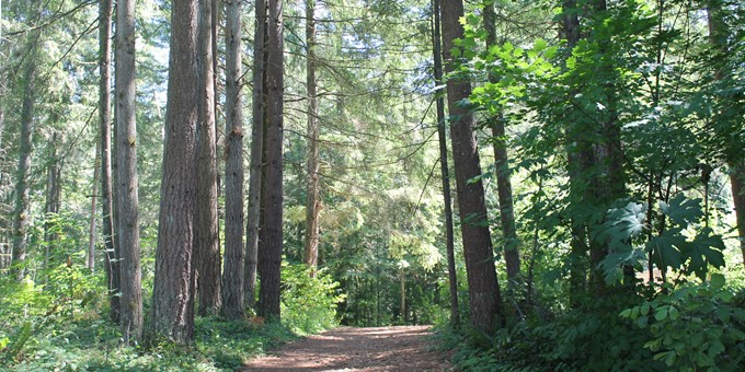 soft surface trail between large conifers at big rock park north