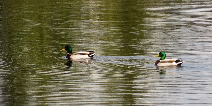 illahee park trail duck